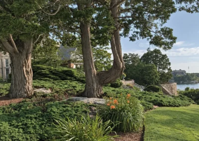 Mature trees on a planted slope above the harbor at Bonniecrest.