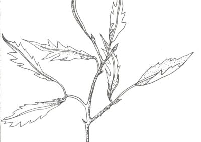 Student botanical sketch. Fagus sylvatica asplenifolia.